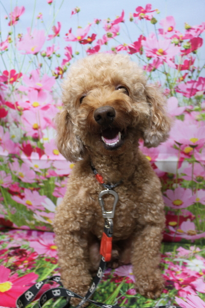 千葉県船橋市のトイプードルのトリミング前画像