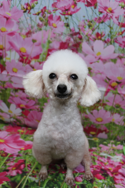 トイプードルブリーダーの成犬、トリミング画像