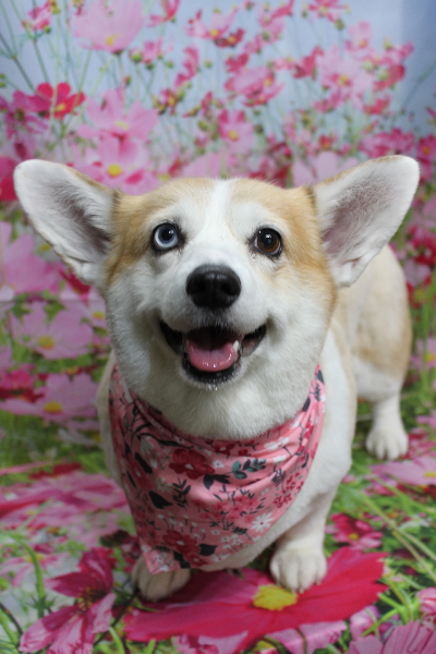 千葉県船橋市のコーギーのトリミング画像