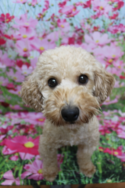 トイプードルブリーダーの成犬、トリミング画像