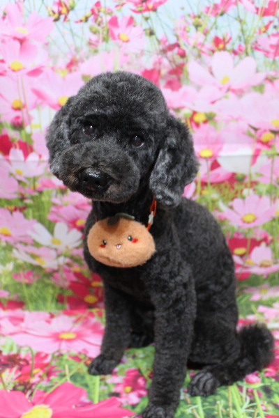 千葉県松戸市のトイプードルのトリミング画像