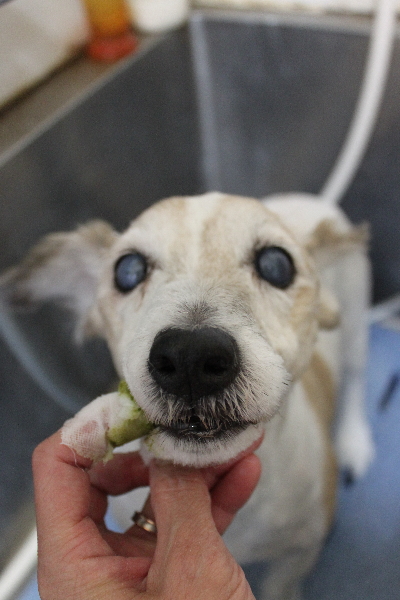 千葉県船橋市のジャックラッセルの歯磨き画像