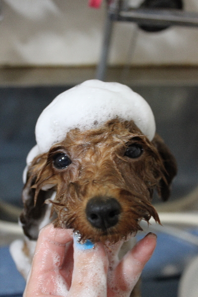 千葉県船橋市のトイプードルのシャンプー画像