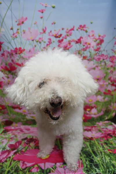 千葉県鎌ケ谷市のビションフリーゼのトリミング前画像