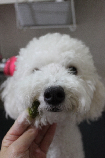 千葉県船橋市のトイプードルの歯磨き画像