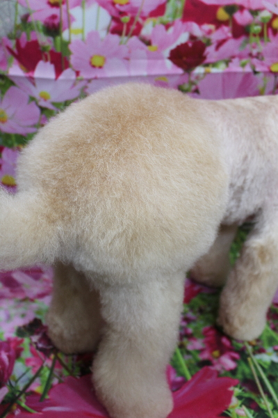 千葉県船橋市のトイプードルのトリミング画像