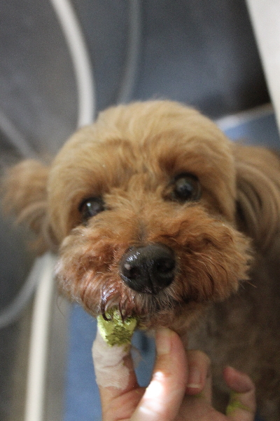 千葉県船橋市のトイプードルの歯磨き画像
