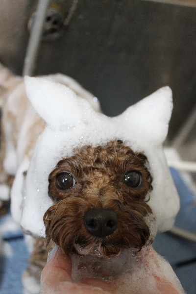 千葉県鎌ケ谷市トイプードルのシャンプー画像