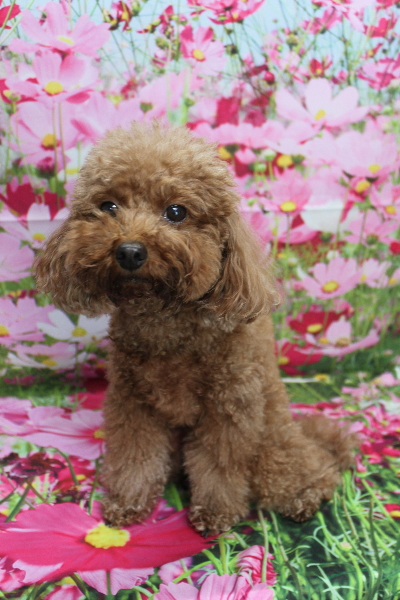 千葉県市川市のトイプードルのトリミング前画像