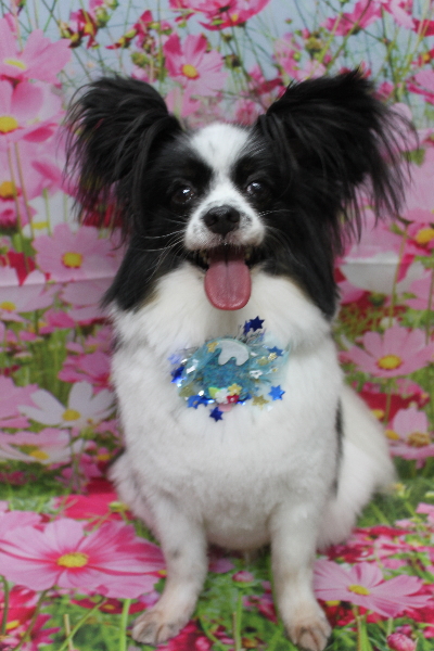 茨城県龍ヶ崎市のパピヨントリミング画像