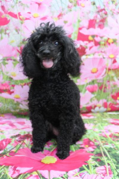 千葉県船橋市のトイプードルのトリミング前画像