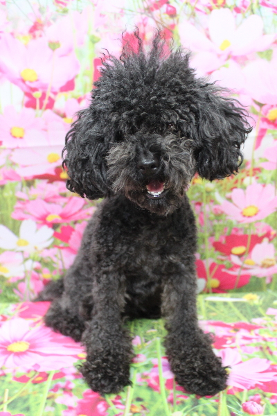 トイプードルブリーダーの成犬、トリミング画像