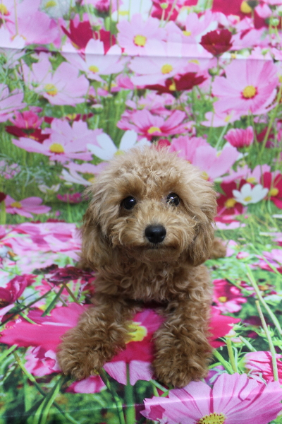 千葉県松戸市のトイプードルのトリミング前画像