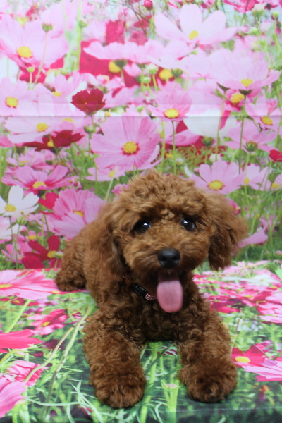 千葉県鎌ヶ谷市のトイプードルのトリミング前画像