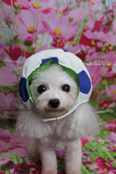 トイプードルブリーダーの成犬、トリミング画像