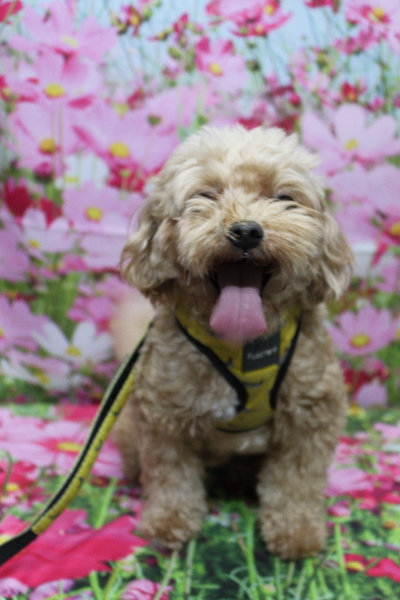 千葉県船橋市のミックス犬のトリミング前画像