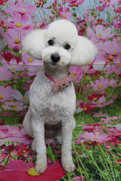 千葉県鎌ヶ谷市のトイプードルのトリミング画像