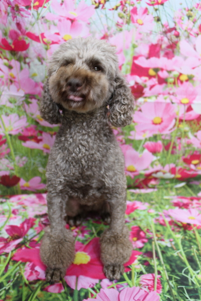 トイプードルブリーダーの成犬、トリミング画像