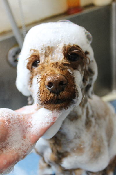 千葉県鎌ケ谷市トイプードルのシャンプー画像