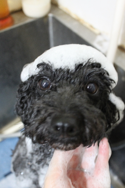 千葉県鎌ヶ谷市のトイプードルのシャンプー画像