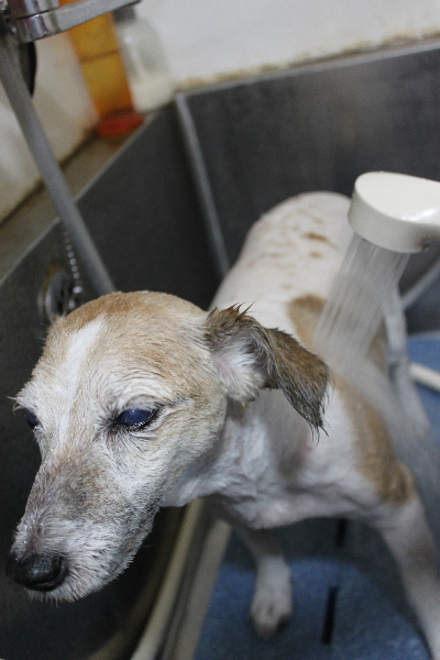 千葉県船橋市のジャックラッセルのオゾンシャワー画像