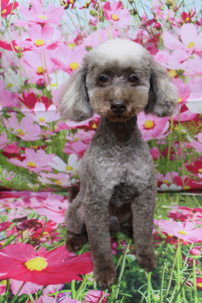 トイプードルブリーダーの成犬、トリミング画像