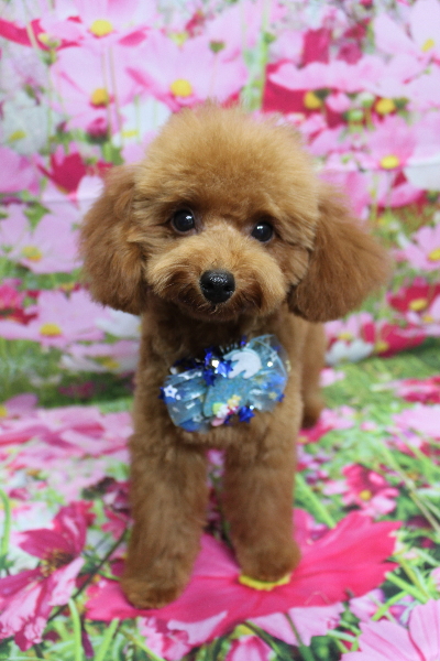 千葉県船橋市のトイプードルのトリミング画像