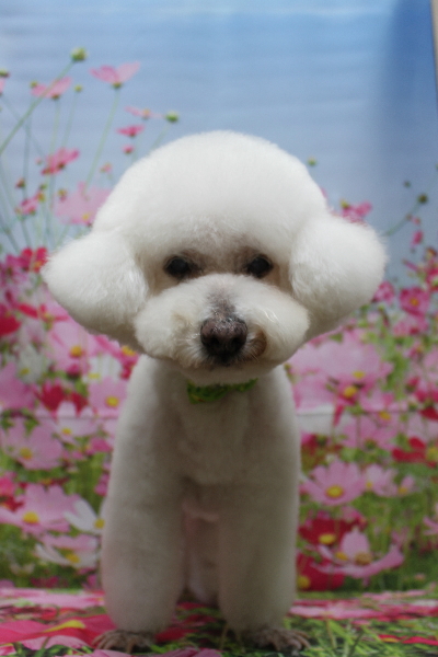 千葉県鎌ケ谷市のビションフリーゼのトリミング画像