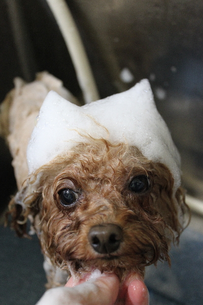 千葉県千葉市のトイプードルのシャンプー画像