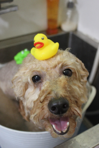 千葉県船橋市のトイプードルの炭酸泉画像