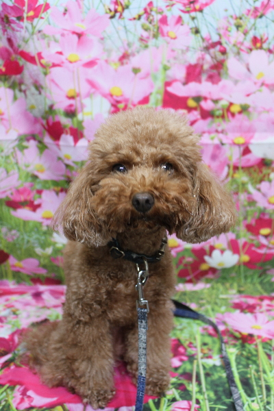 千葉県市川市のトイプードルのトリミング前画像