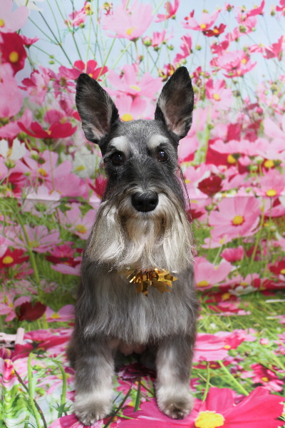 千葉県船橋市のミニチュアシュナウザーのトリミング画像