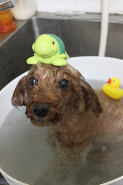 千葉県船橋市のトイプードルの炭酸泉画像