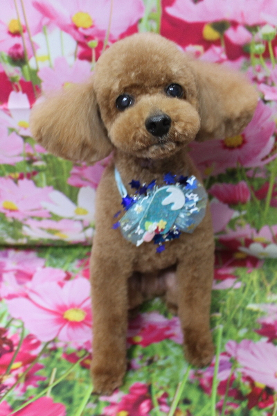 千葉県船橋市のトイプードルのトリミング画像