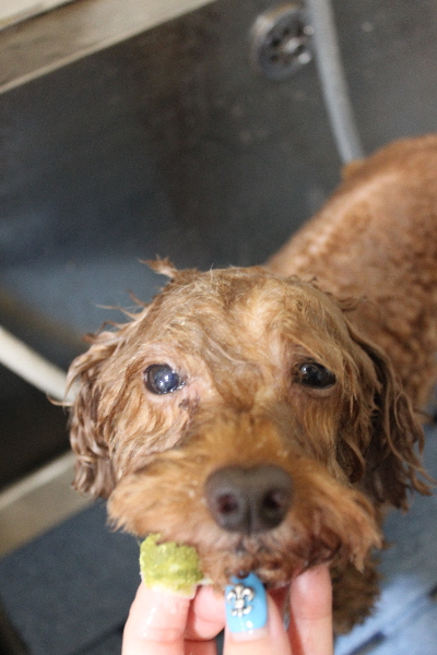 千葉県船橋市のトイプードルの歯磨き画像