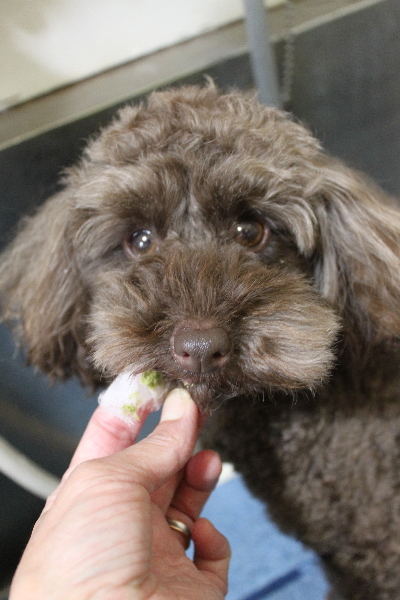 千葉県市川市のトイプードルの歯磨き画像