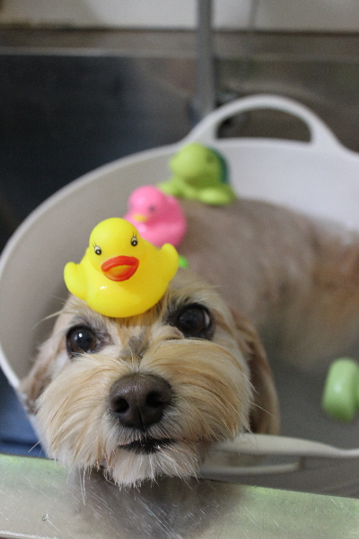 千葉県鎌ケ谷市のミックス犬の炭酸泉画像