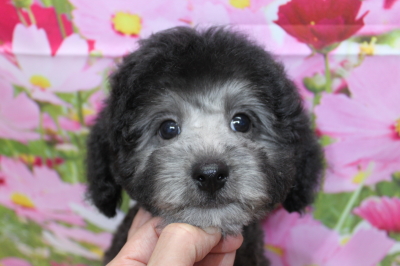 トイプードルブリーダーの子犬、トリミング画像