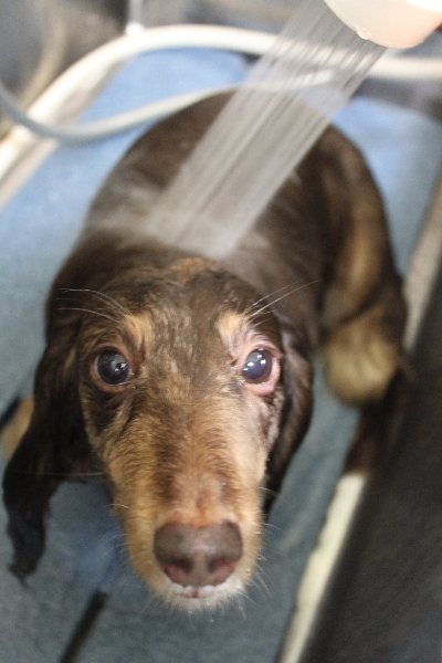 千葉県松戸市のミニチュアダックスのオゾンシャワー画像