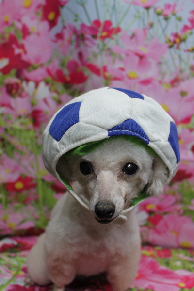 トイプードルブリーダーの成犬、トリミング画像