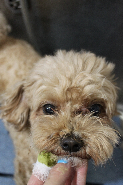 千葉県船橋市のミックス犬の歯磨き画像
