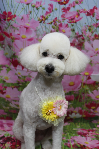 千葉県鎌ヶ谷市のトイプードルのトリミング画像