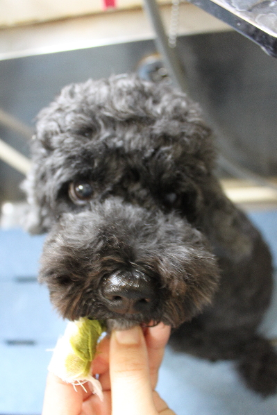 千葉県松戸市のトイプードルのハーブ歯磨き画像