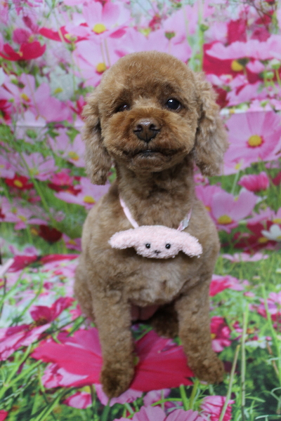 千葉県鎌ケ谷市トイプードルのトリミング画像