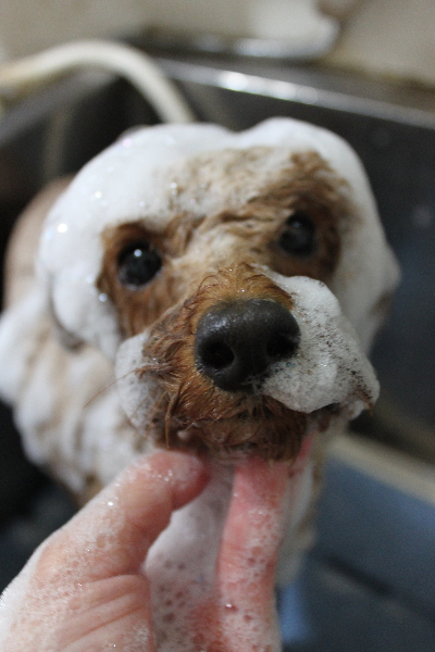 千葉県鎌ヶ谷市のトイプードルのシャンプー画像