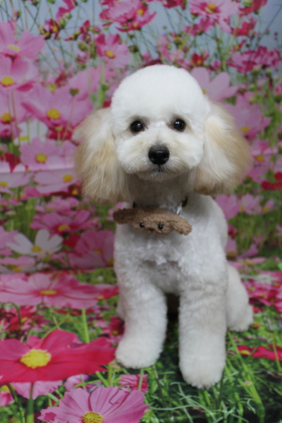 千葉県松戸市のトイプードルのトリミング画像