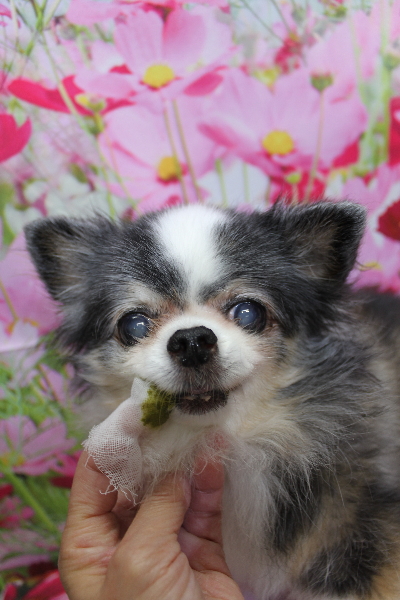 千葉県鎌ケ谷市のチワワの歯磨き画像