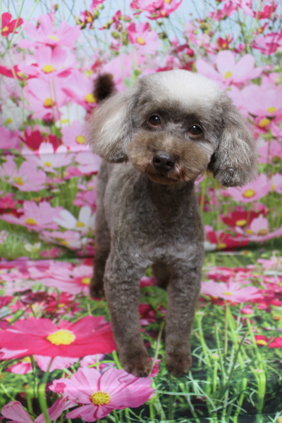 トイプードルブリーダーの成犬、トリミング画像