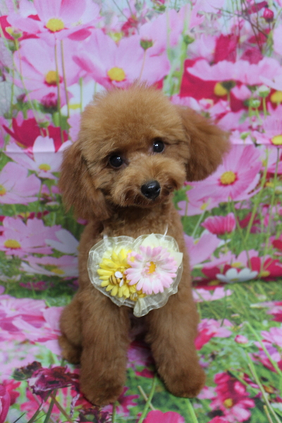 千葉県船橋市のトイプードルのトリミング画像