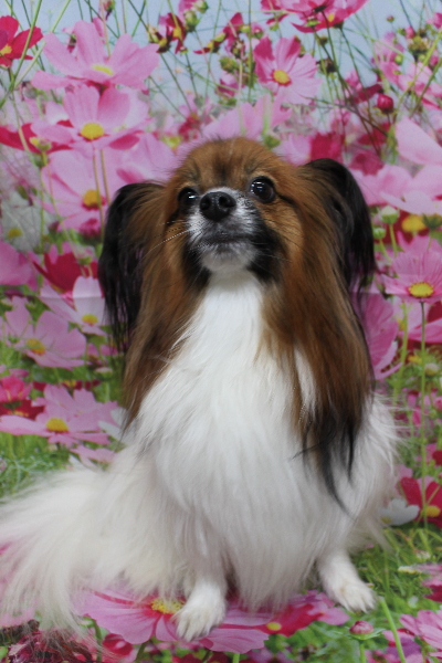 千葉県鎌ヶ谷市のパピヨンのトリミング前画像